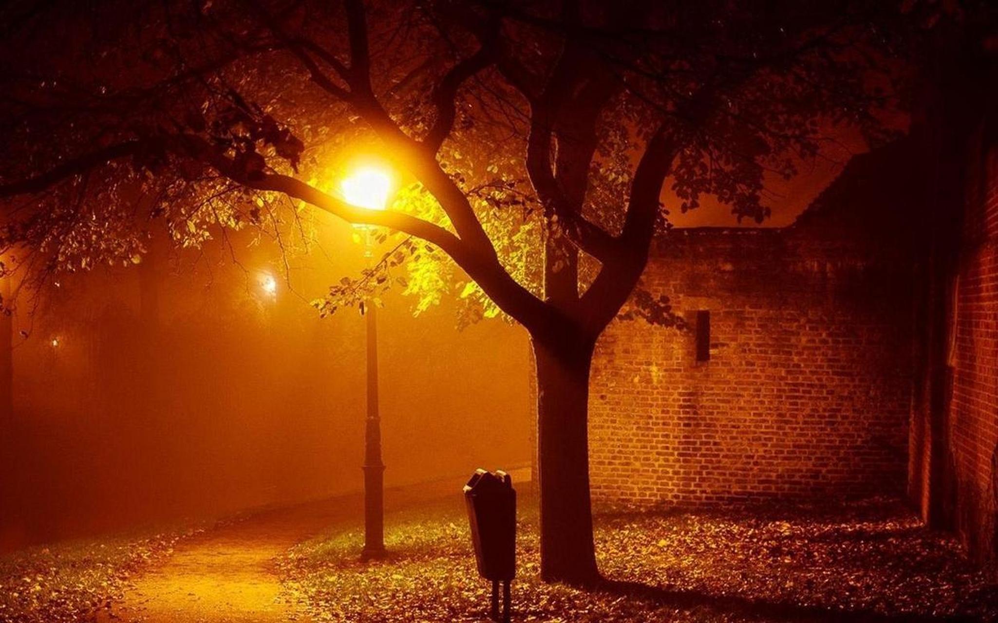 路灯下的小街,秋日的夜晚,微风吹过的树枝,叶子不断地下落,此景好美!