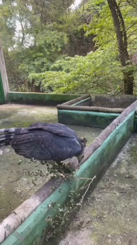 世界上最大的猛禽美洲角雕哈佩角雕