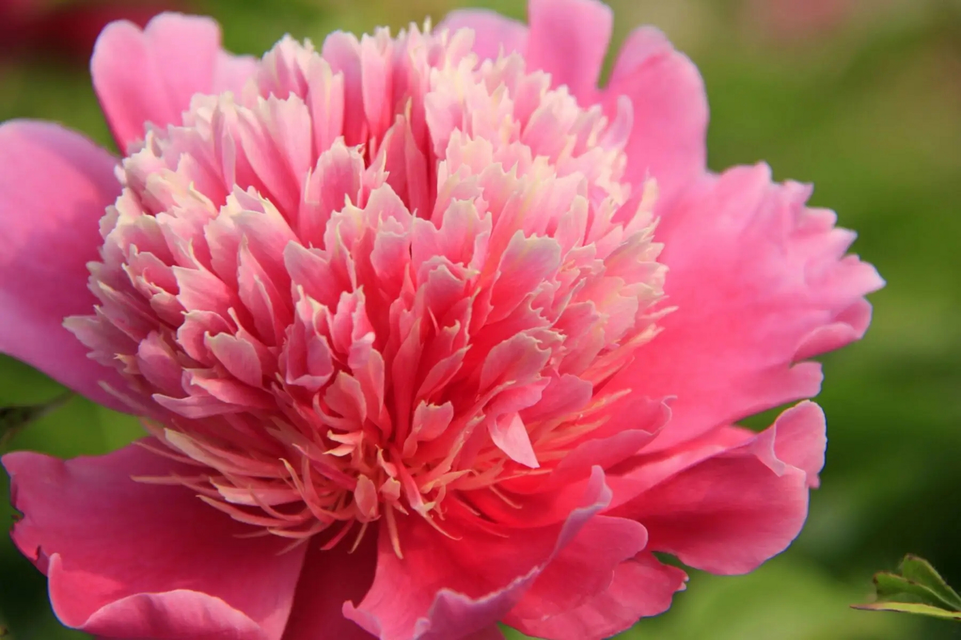 坚韧深情,美好未来,探索芍药魅力,感受文化底蕴!