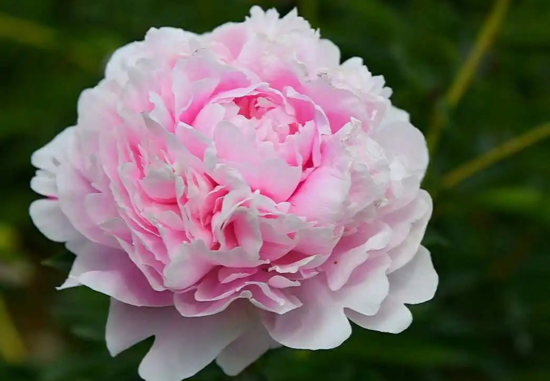 坚韧深情,美好未来,探索芍药魅力,感受文化底蕴!