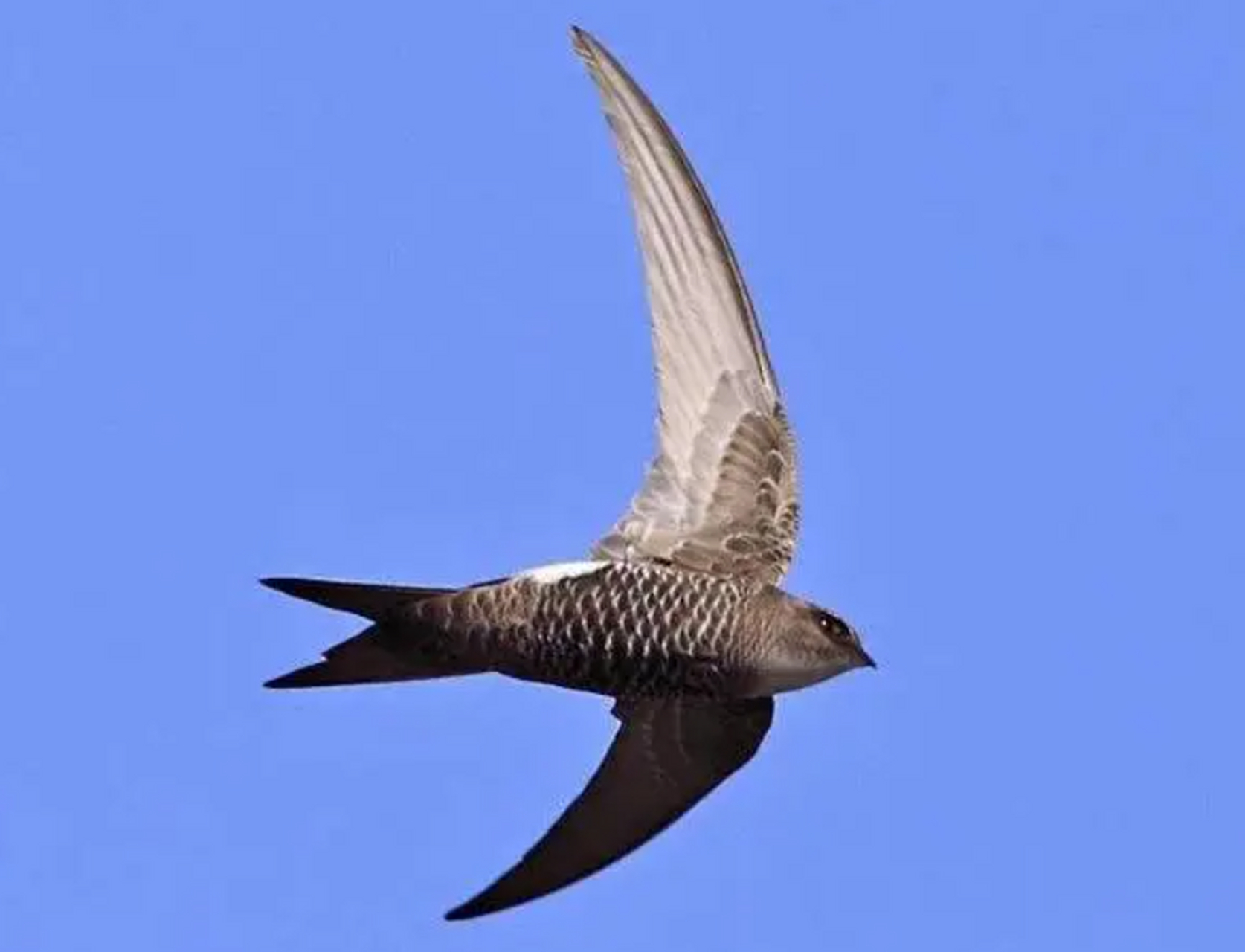 尖尾雨燕,飞行速度冠绝鸟类,时速高达352.5千米!