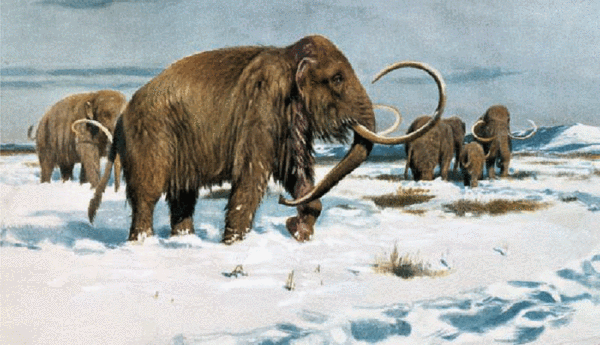 回顾角有2米长生活在青藏高原的长毛犀牛被人类消灭了