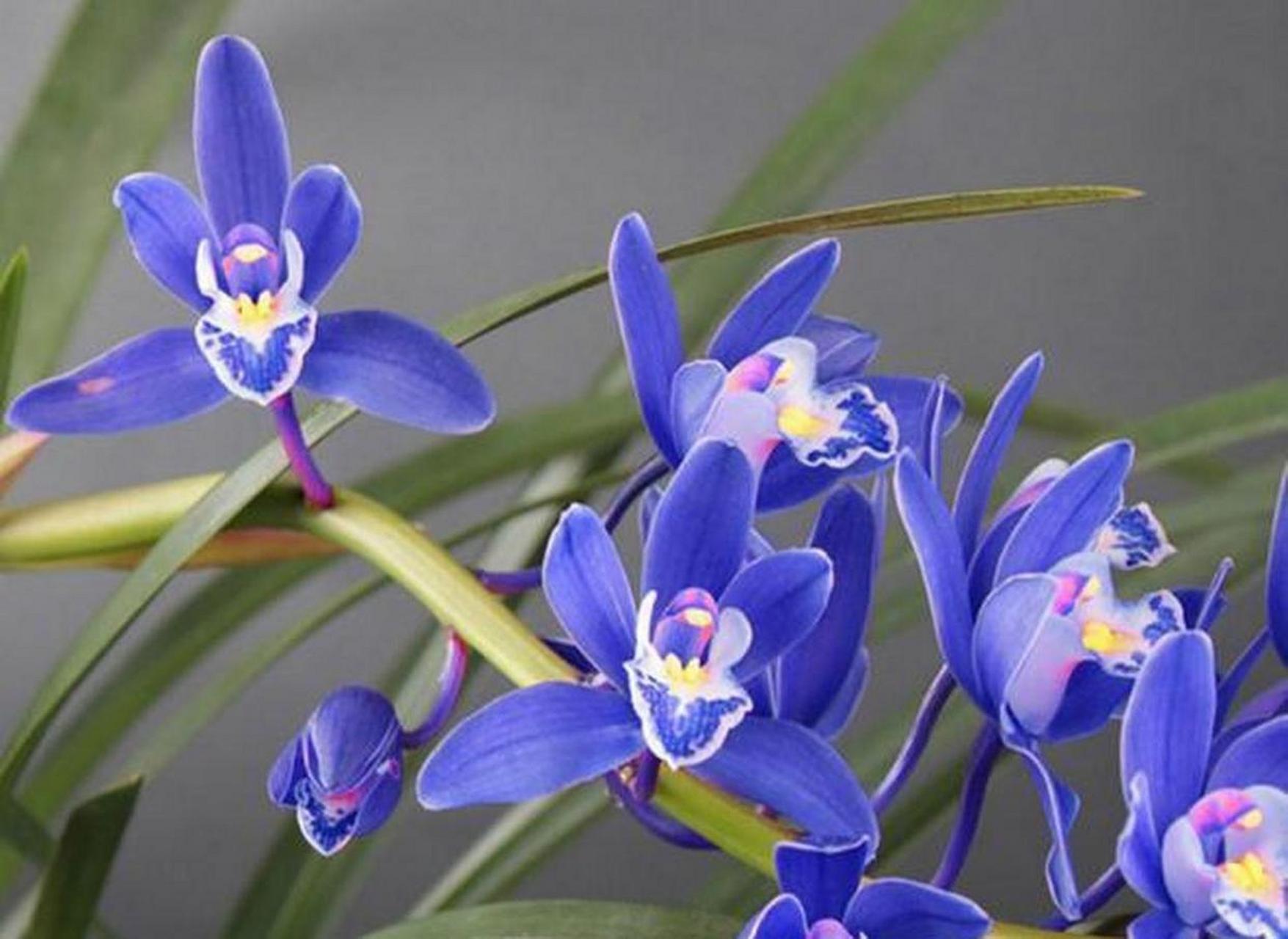 惊艳花卉界的滇宝素兰花,以独特香气和绝美蓝色花瓣吸睛无数!