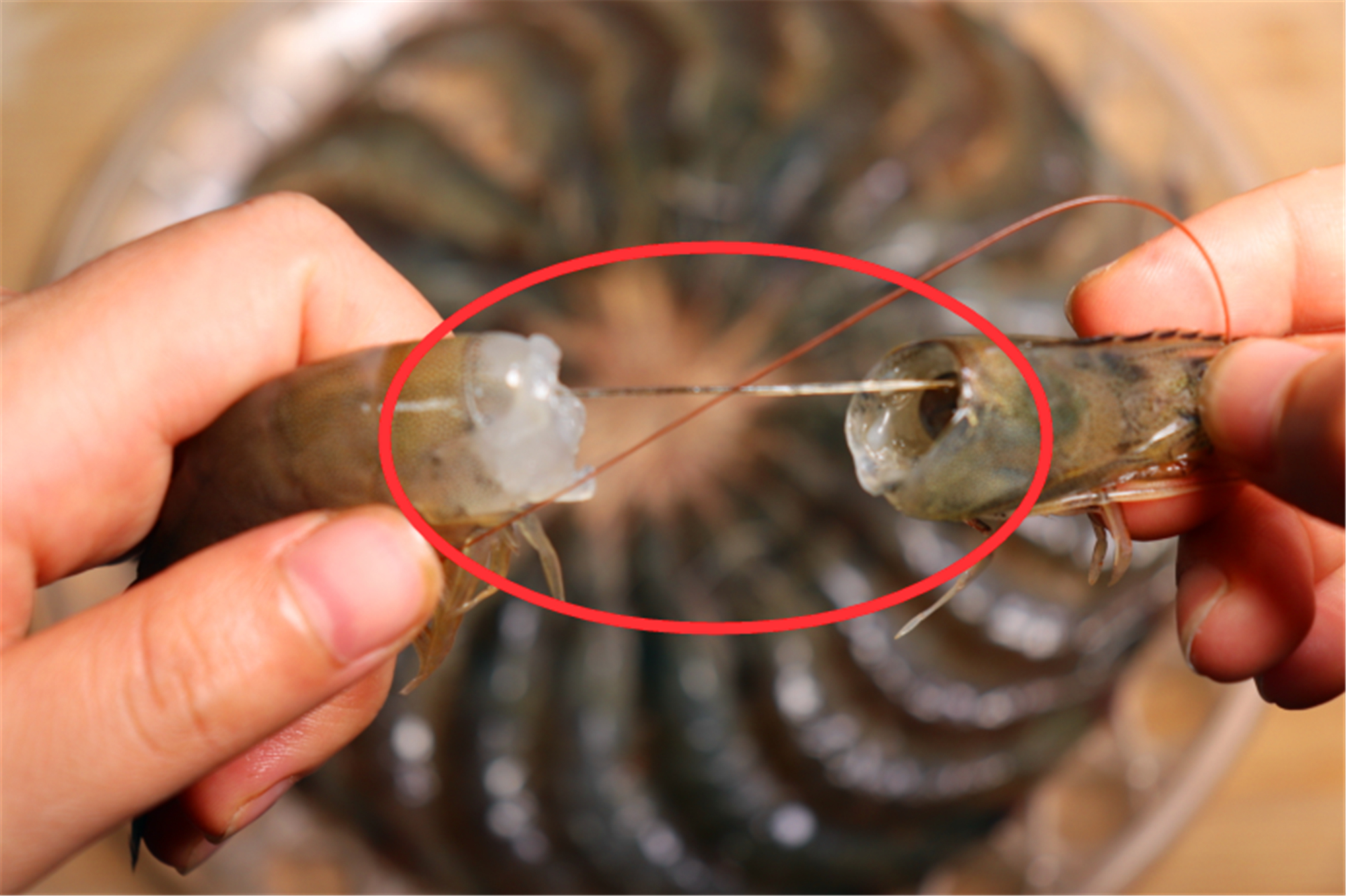 吃大虾时,到底要不要去虾线?老渔民告诉你答案,看完涨知识了