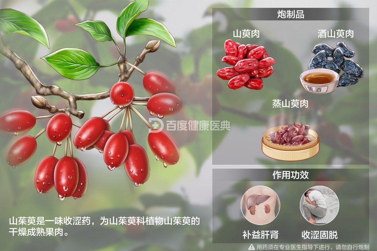 古诗中的中药故事——山茱萸