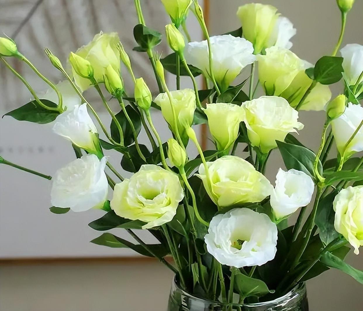 重瓣洋桔梗,典雅优美,是花中的精品!