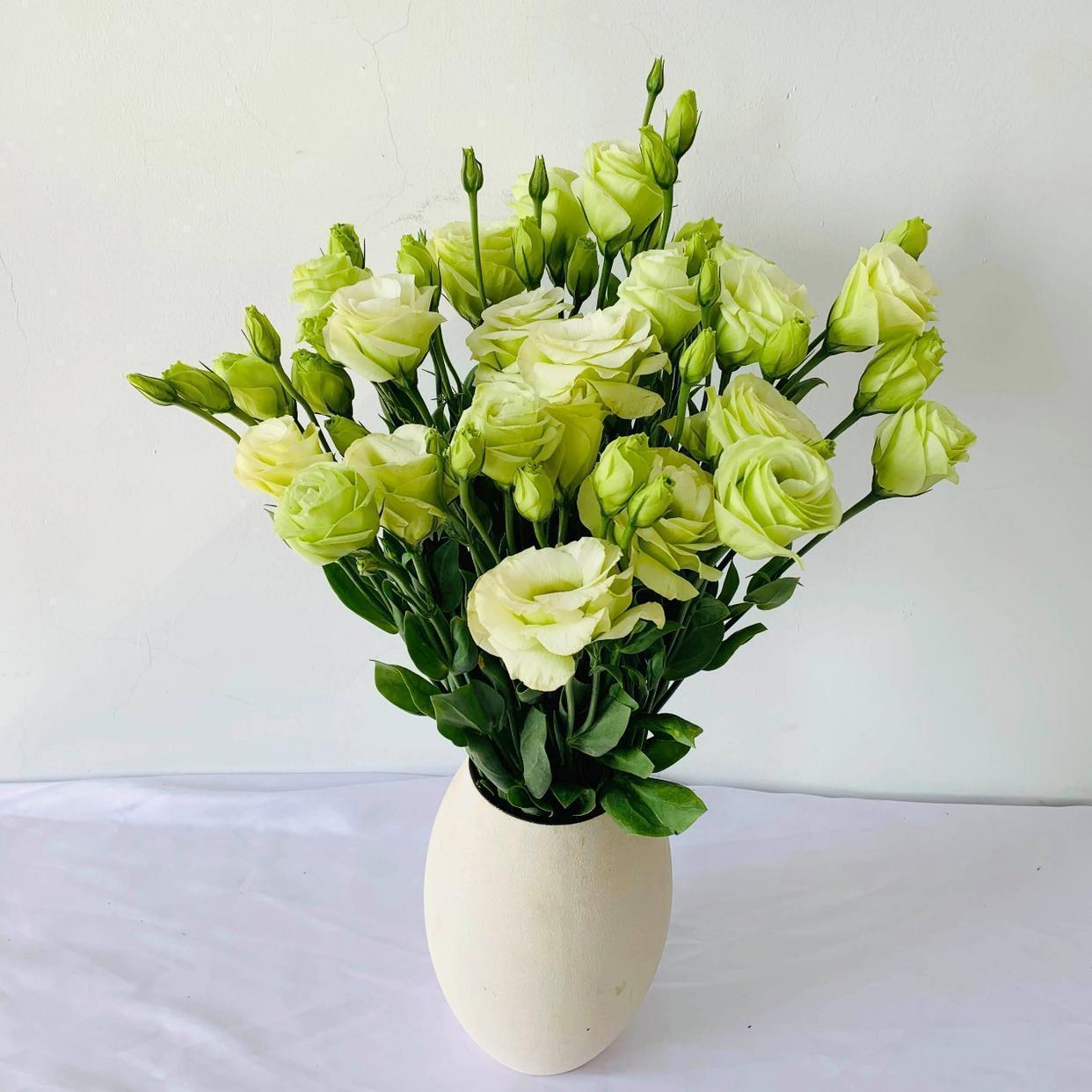 重瓣洋桔梗,典雅优美,是花中的精品!