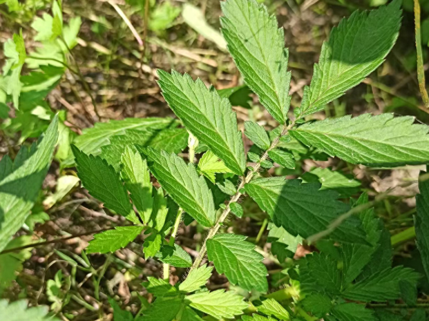 脱力草图片百度百科图片