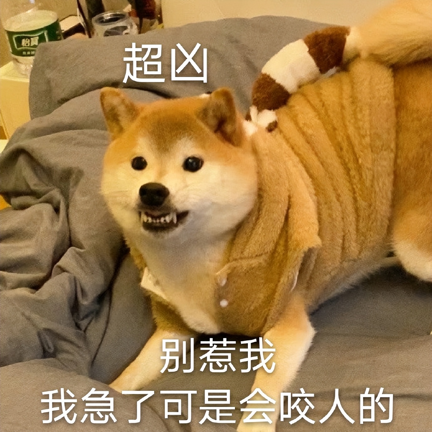 盘点"最凶残"的4种狗,和"最温顺"的4种狗,有你家的吗?