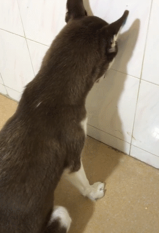 会让狗狗感到害怕的6种惩罚,你有做过吗?