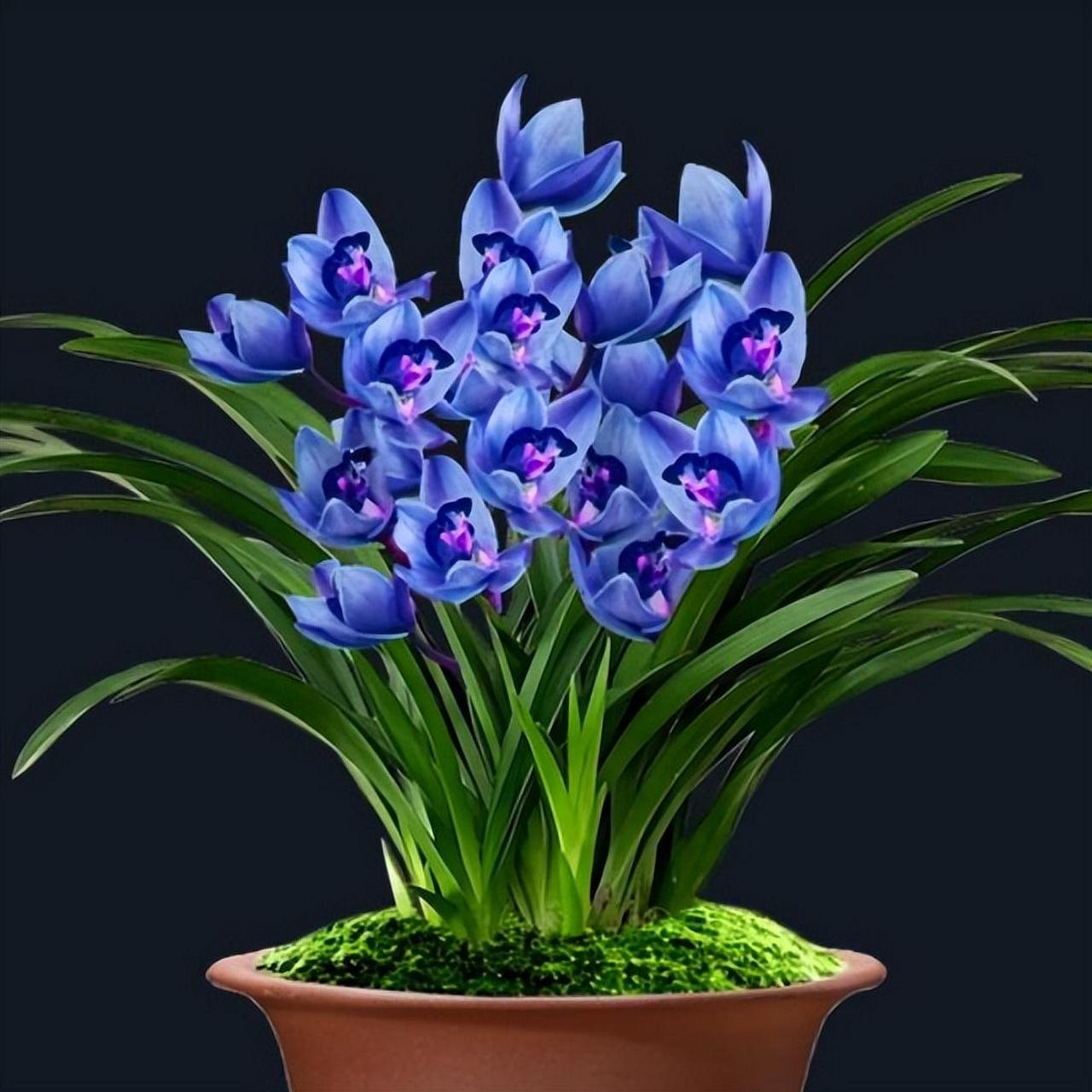 惊艳花卉界的滇宝素兰花,以独特香气和绝美蓝色花瓣吸睛无数!