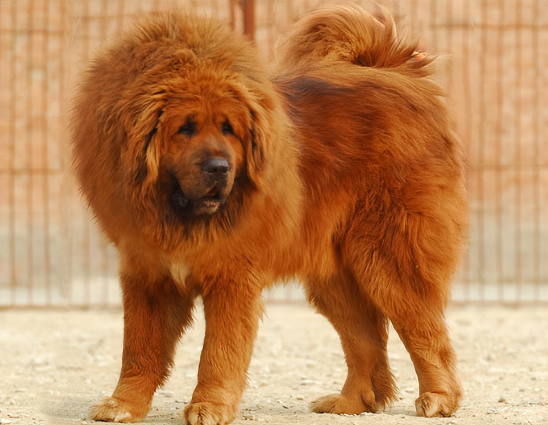 草原野狼夜袭牧场,咬伤牧民孩子,牧民带领十几条成年野獒围剿野狼