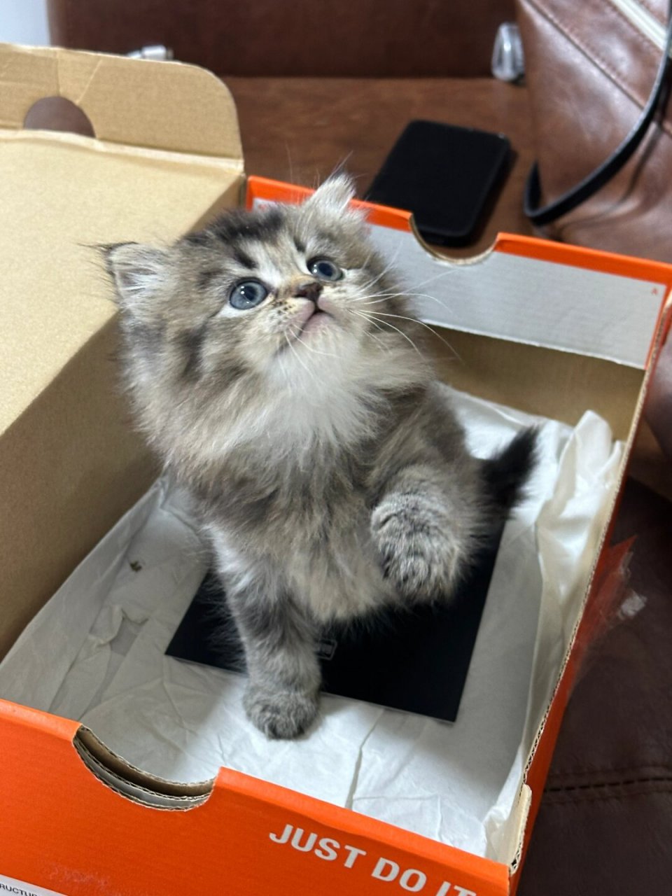 今天来给大家晒一晒我家的小奶球——一只奶凶奶凶的长毛黑金渐层小