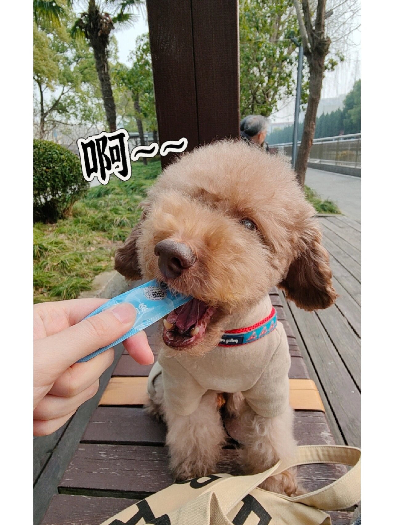 今天带憨憨出来遛弯啦