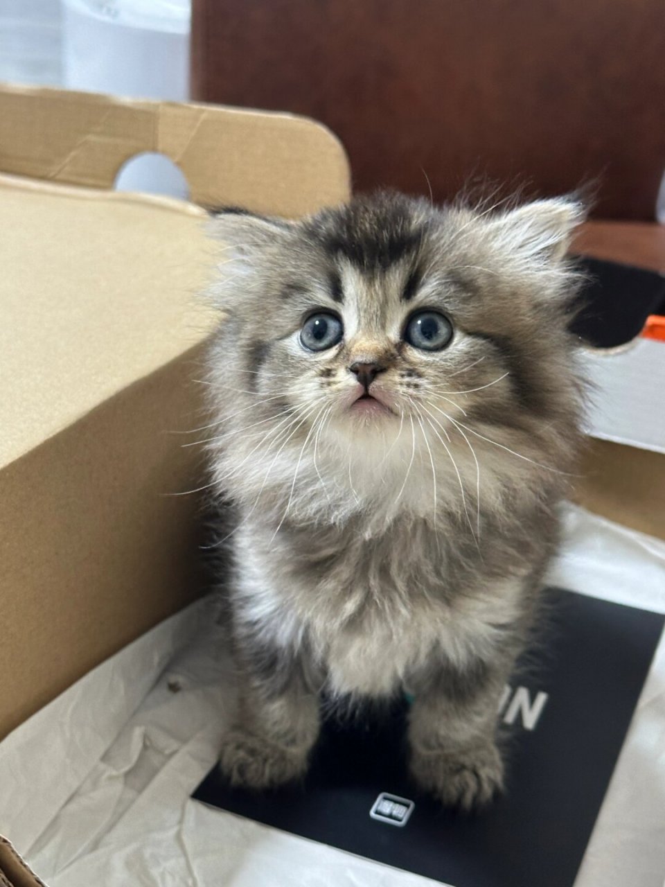 今天来给大家晒一晒我家的小奶球——一只奶凶奶凶的长毛黑金渐层小