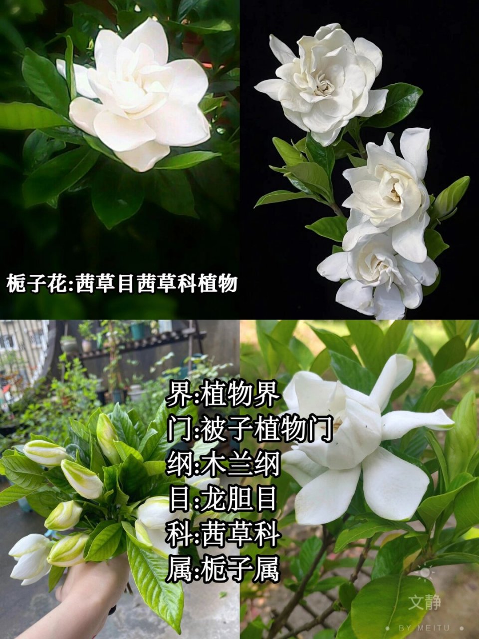 每天认识一种花-栀子花  91栀子,这是一种来自茜草科的灌木植物
