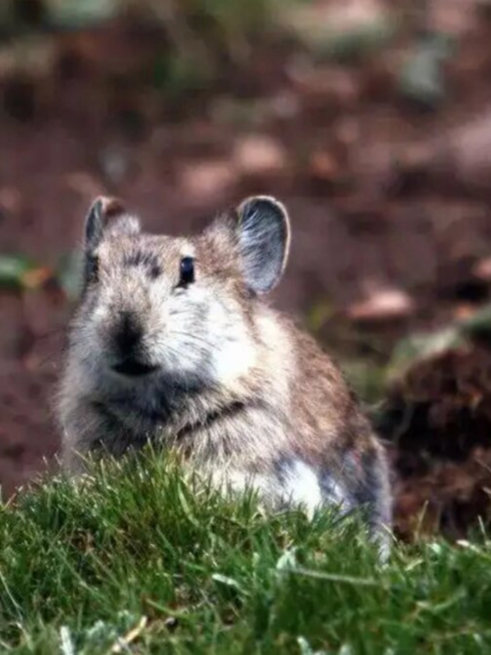 每天了解一种趣味动物高原鼠兔  它的中文名是高原鼠兔,拉丁学名是