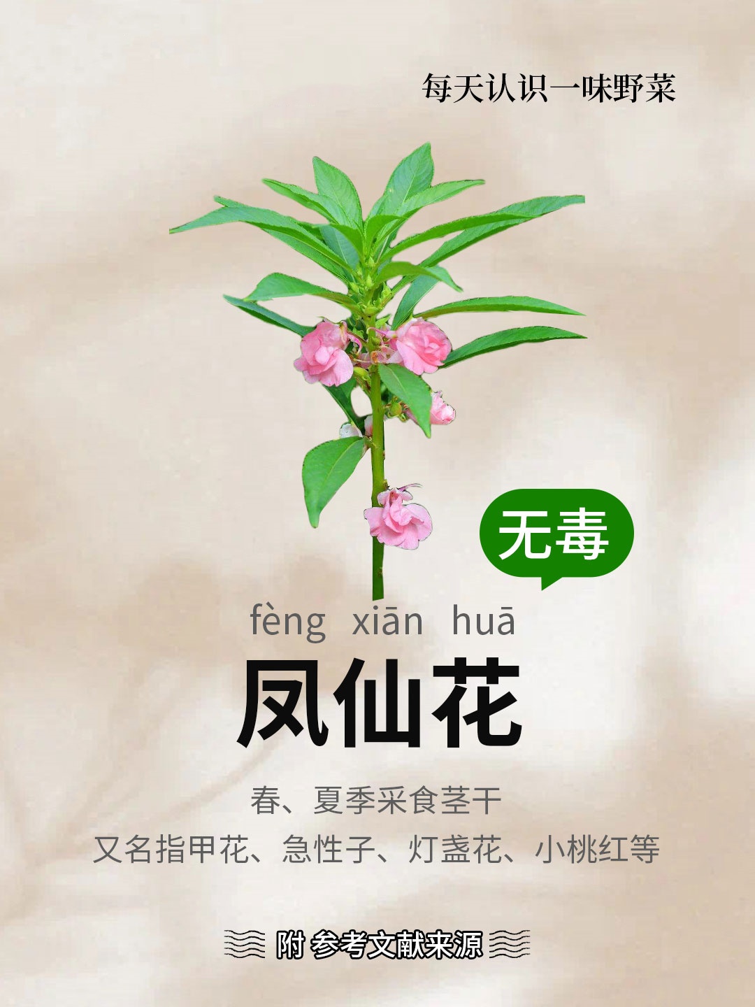 凤仙花简介100字图片