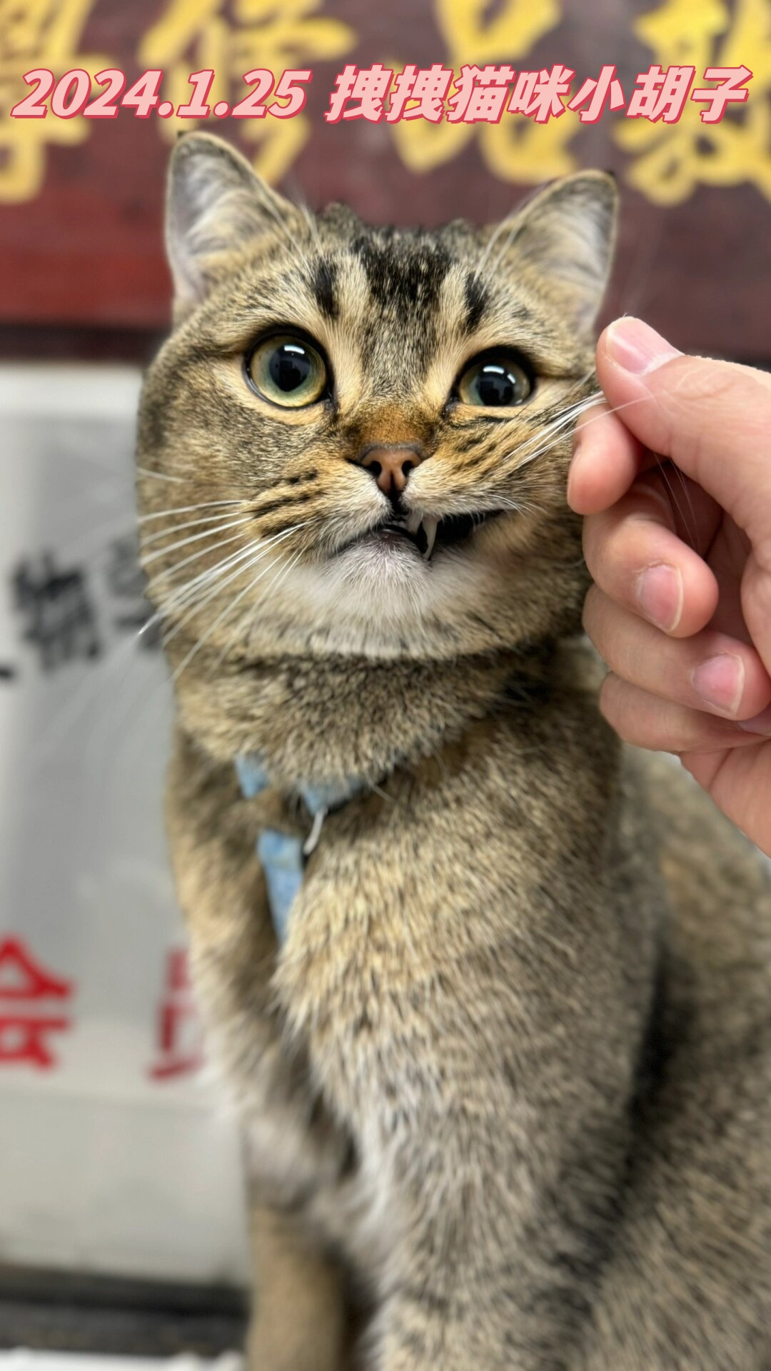 拽拽的猫咪图片