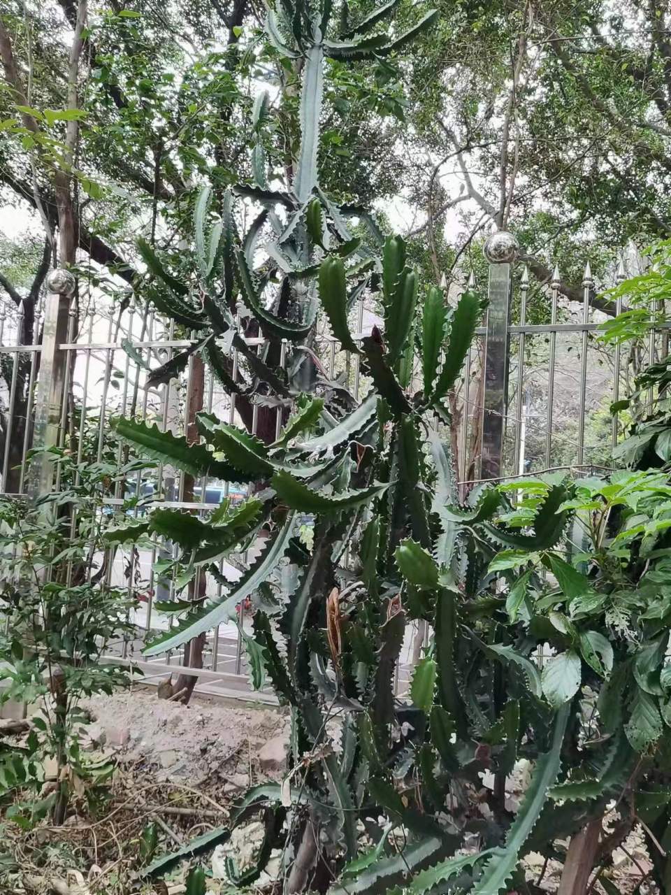 百度百科上关于金刚纂的介绍说,金刚纂别名五楞金刚,霸王鞭.