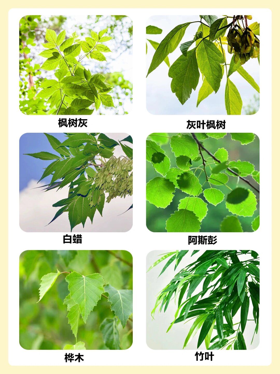 陪孩子认识30种树叶  嘿