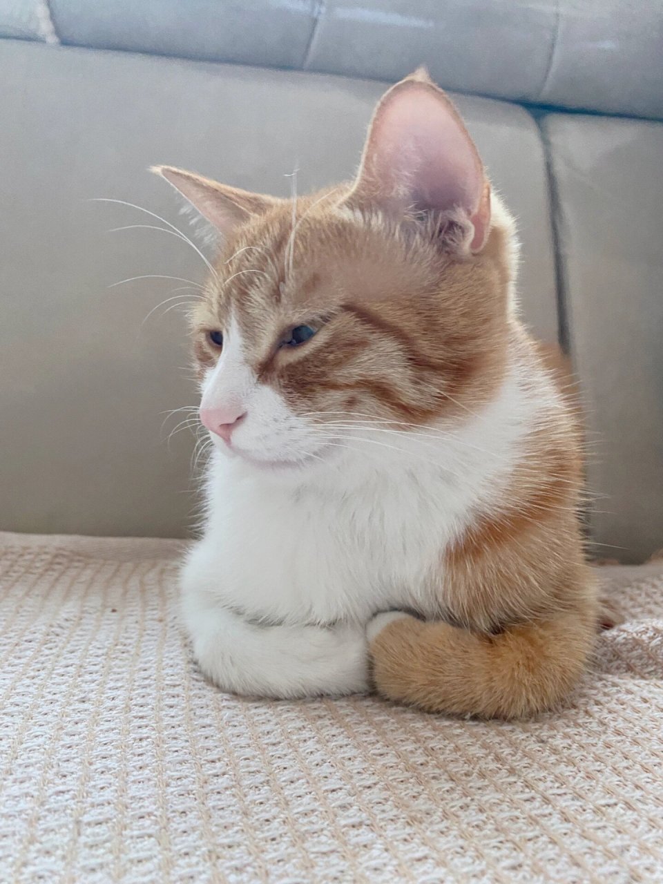 猫猫揣手手  我的猫咪92就像一个小精灵,它总是能在不经意间给我