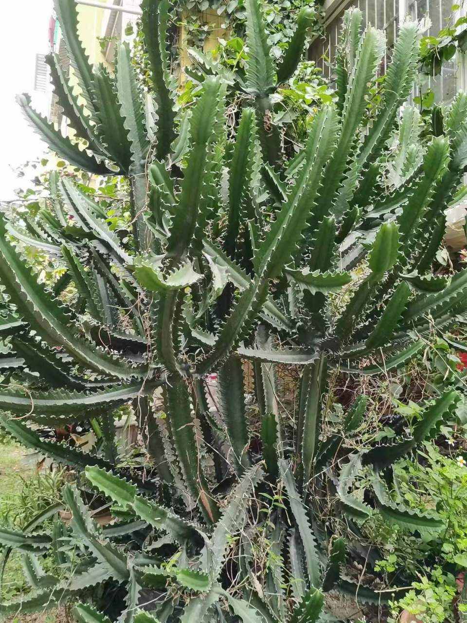 霸王鞭,金刚纂,火殃簕,好霸气的名字. 这是三种植物还是一种植物呢?
