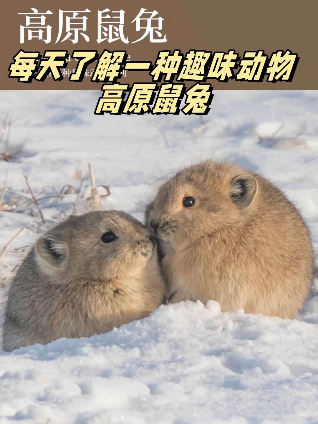 每天了解一种趣味动物高原鼠兔