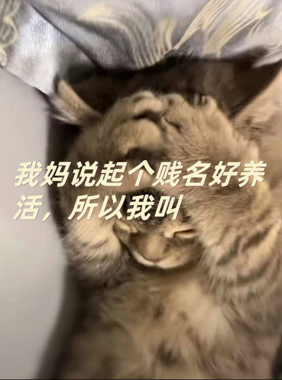 贱是什么意思啊网络用语(贱是什么意思啊网络用语怎么说) 第2张