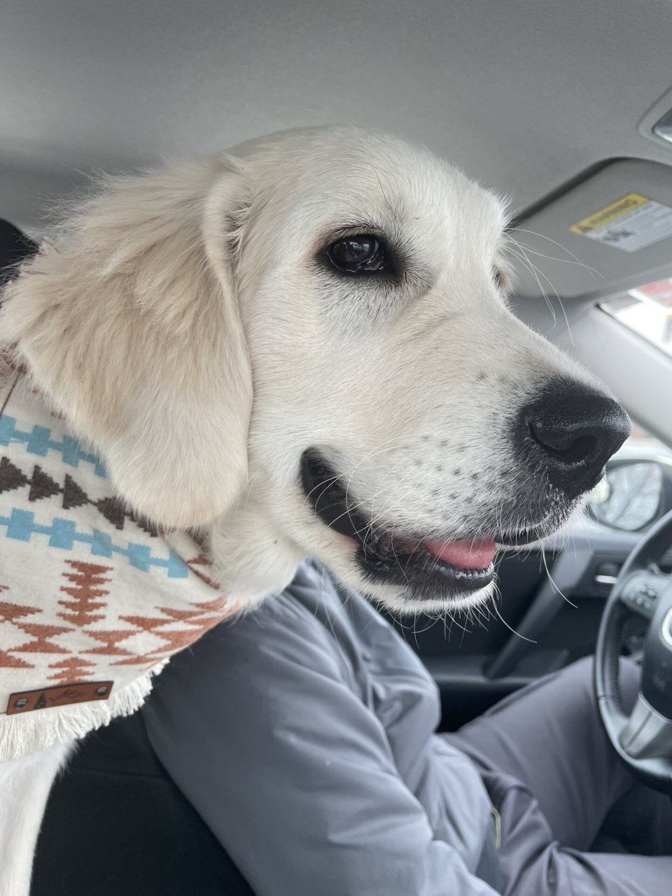 4 个月小金毛学习成果  家人们!