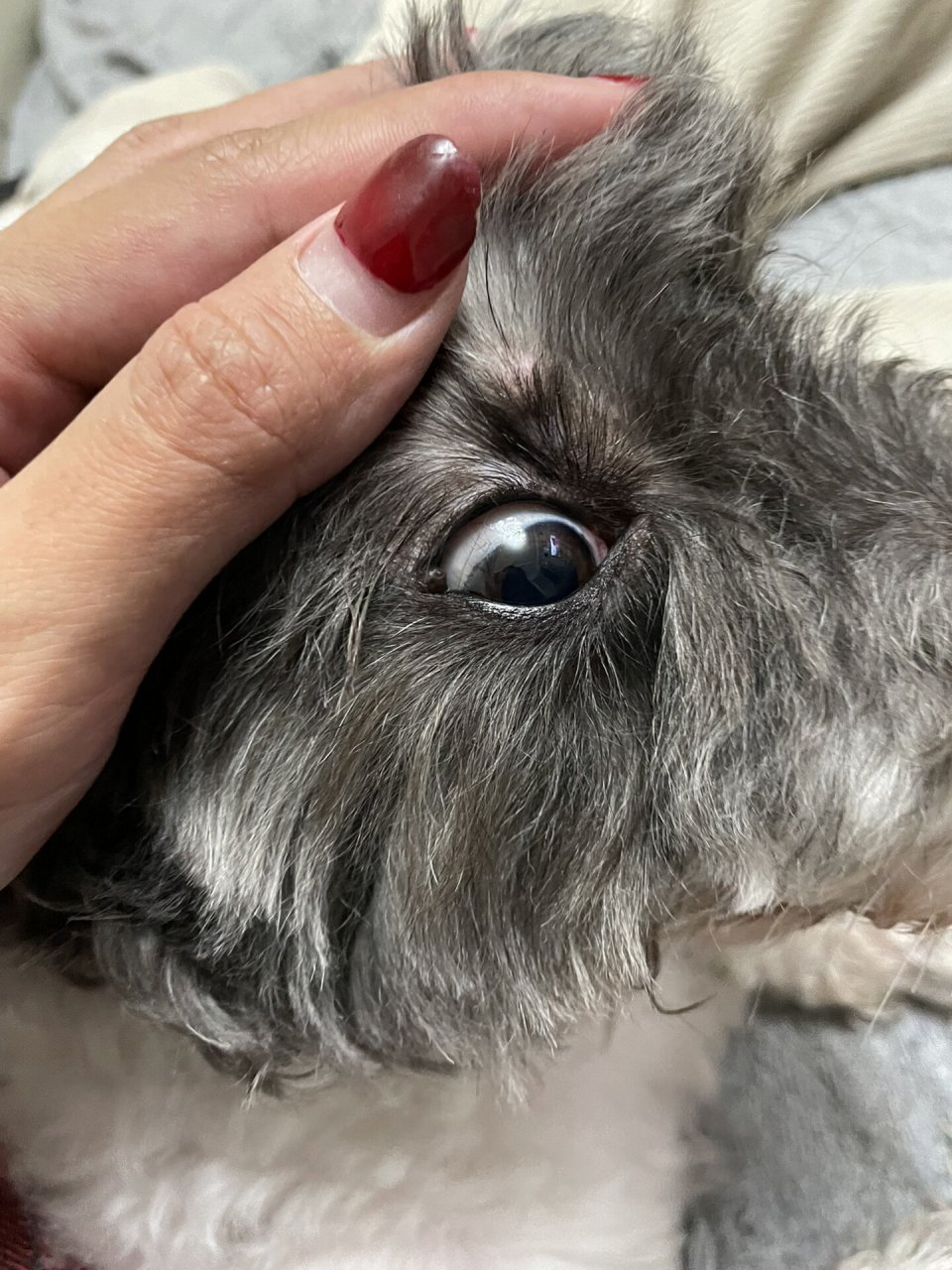 我发现我家狗狗的外眼角长了一个包,这可把我急坏了!