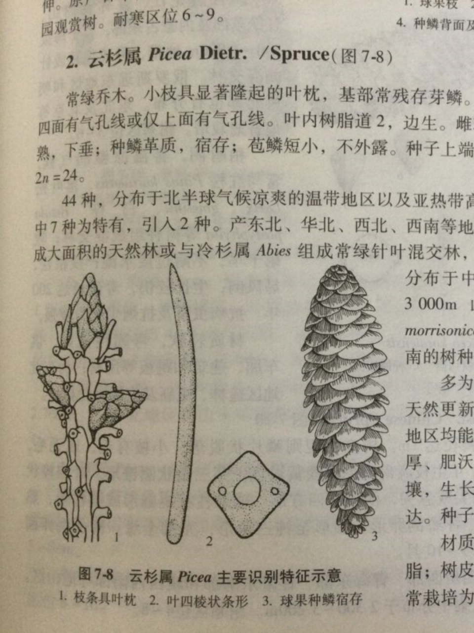 每天认识一种植物 云杉  🌳在浩瀚的大自然中,有一种植物以其坚韧不