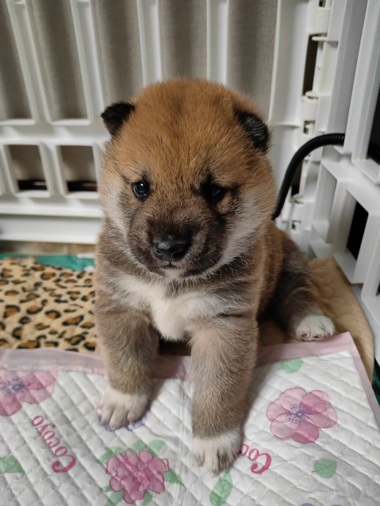 柴犬幼崽毛色变化图图片