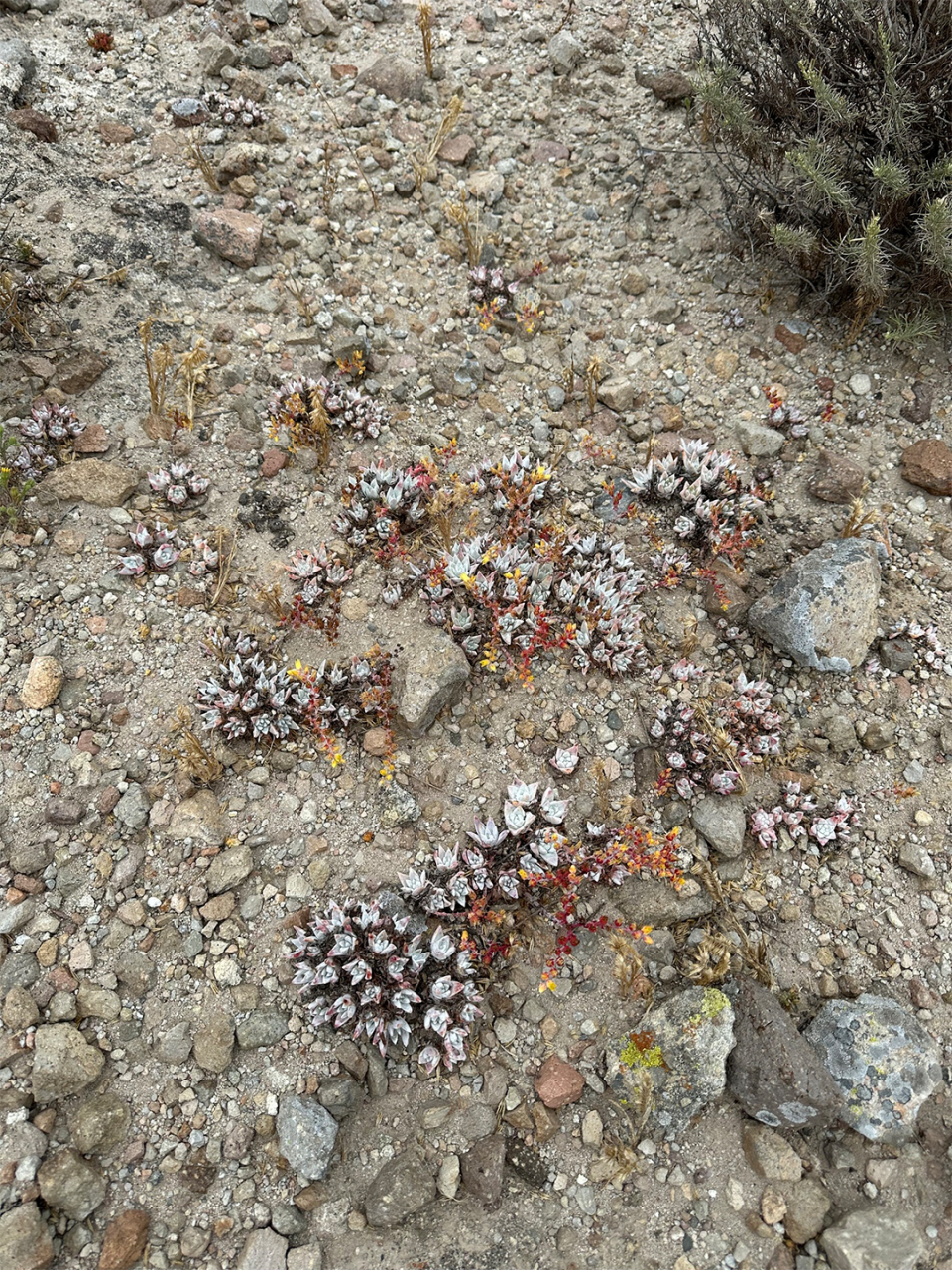 今天,我要向你们介绍一款神秘而美丽的植物——仙女杯丸