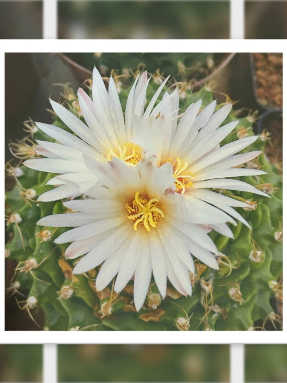 每天认识一种仙人球帝冠  嗨,植物爱好者们!