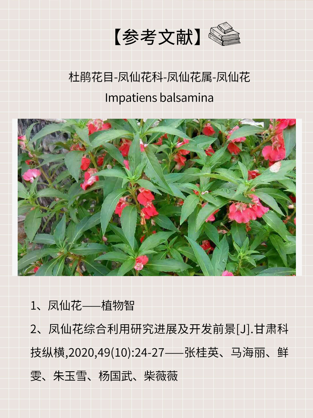 每天认识一味野菜:凤仙花  亲爱的草本植物爱好者们,今天我要与大家