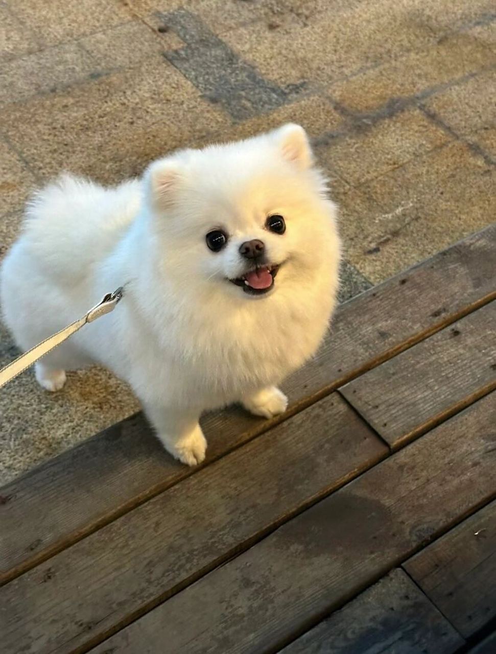 99博美真的太可爱了吧!简直就是小天使93!