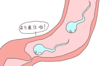 术后三个月,来门诊复查精液常规,结果显示手术很成功,精液中找到活动