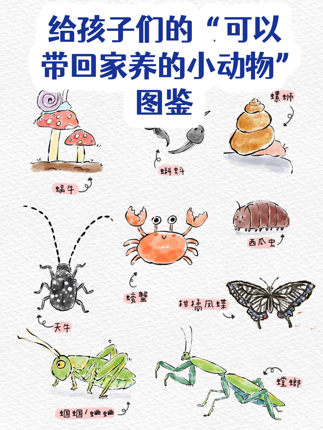 给孩子们的"可以带回家养的小动物"图鉴   小朋友们,你们是不是常常