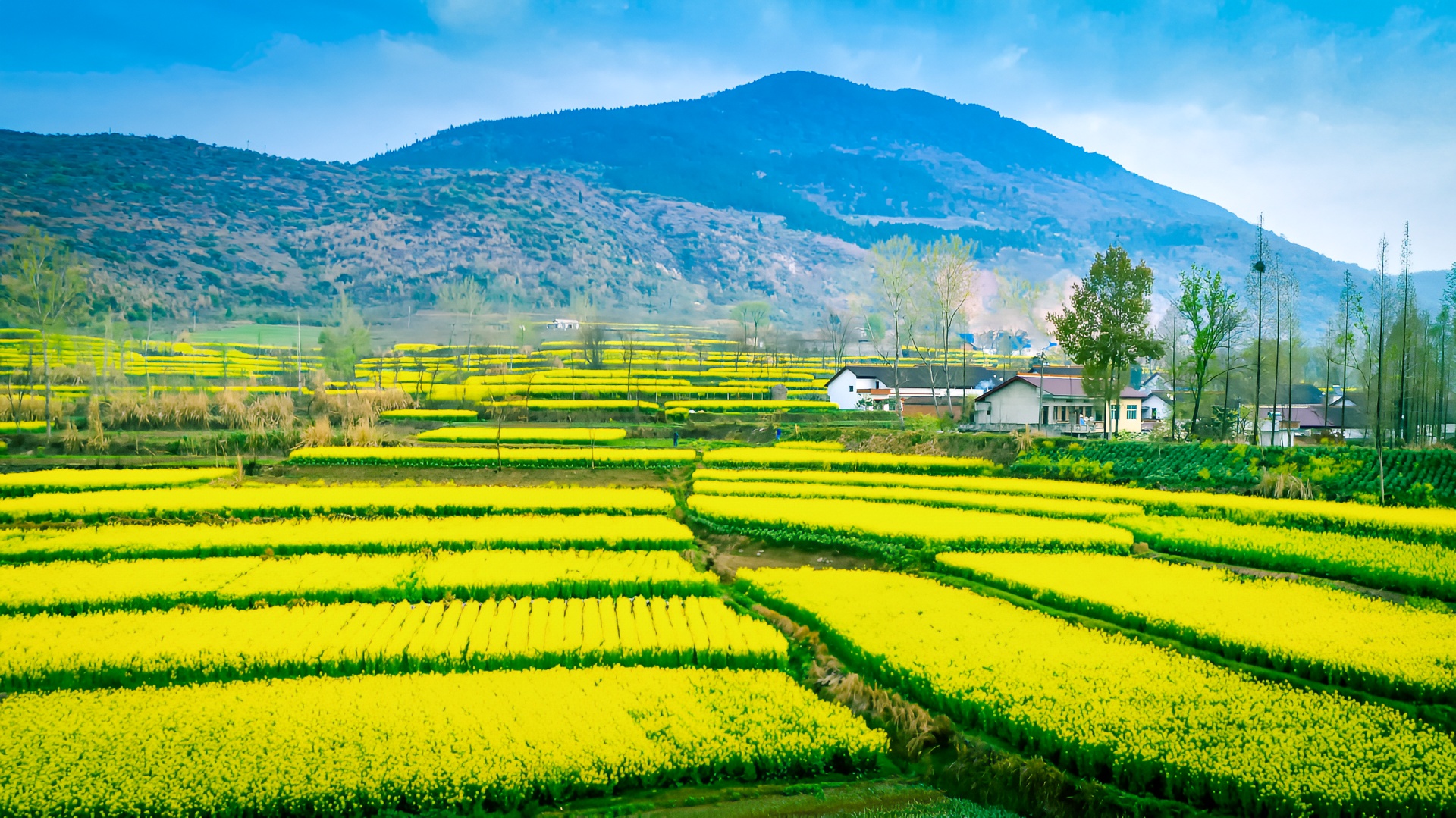 镜头里的春天# 陕西这个地方百万亩油菜花即将怒放,犹如一片金黄色的
