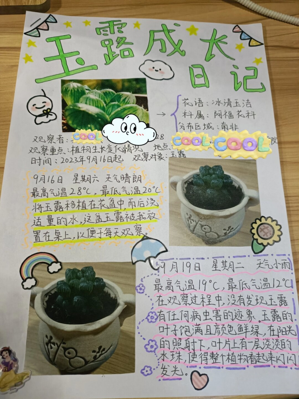 多肉观察日记350字四年级(多肉的观察日记400字以上四年级)