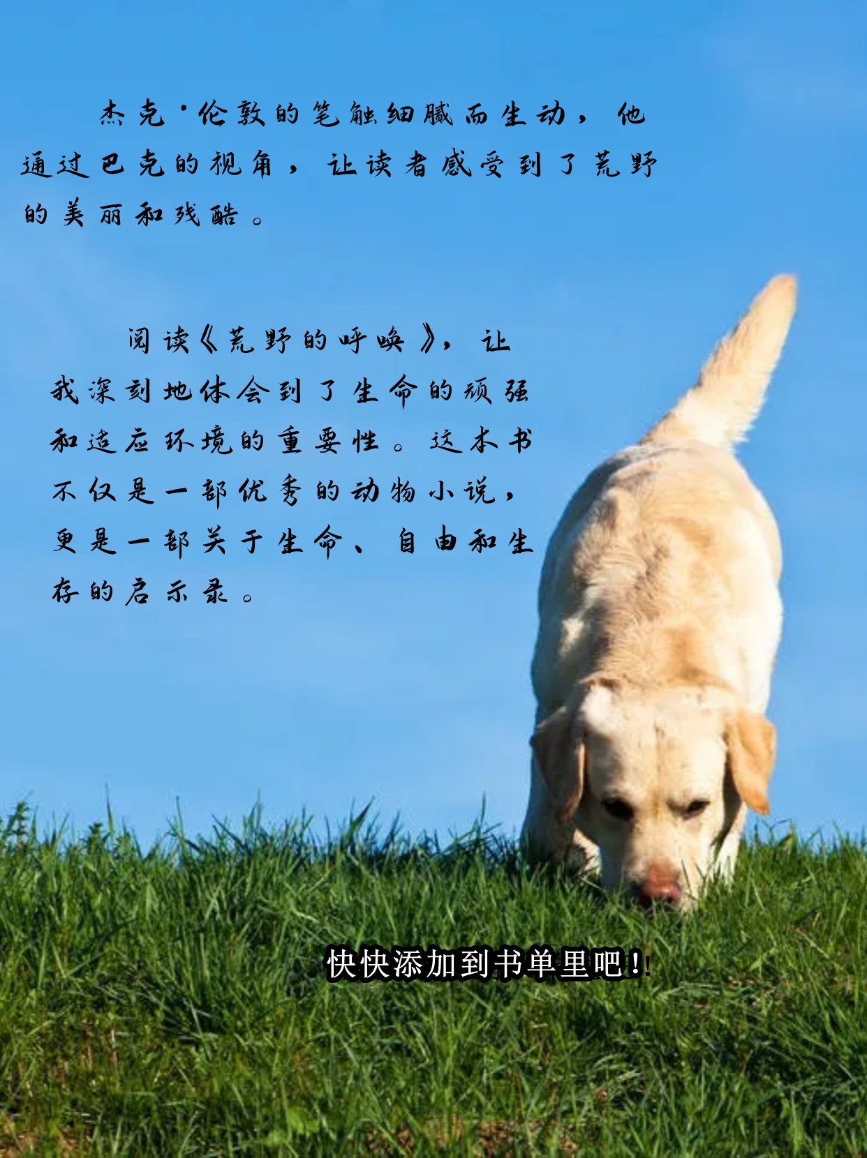 荒野的呼唤书评