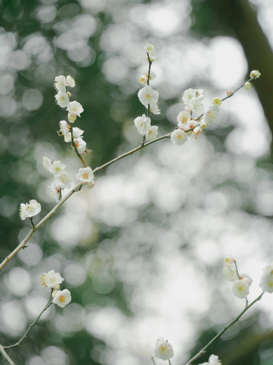 五个步骤调出淡雅色调  淡雅色调,仿佛春风吹过,带着清新与宁静,给人