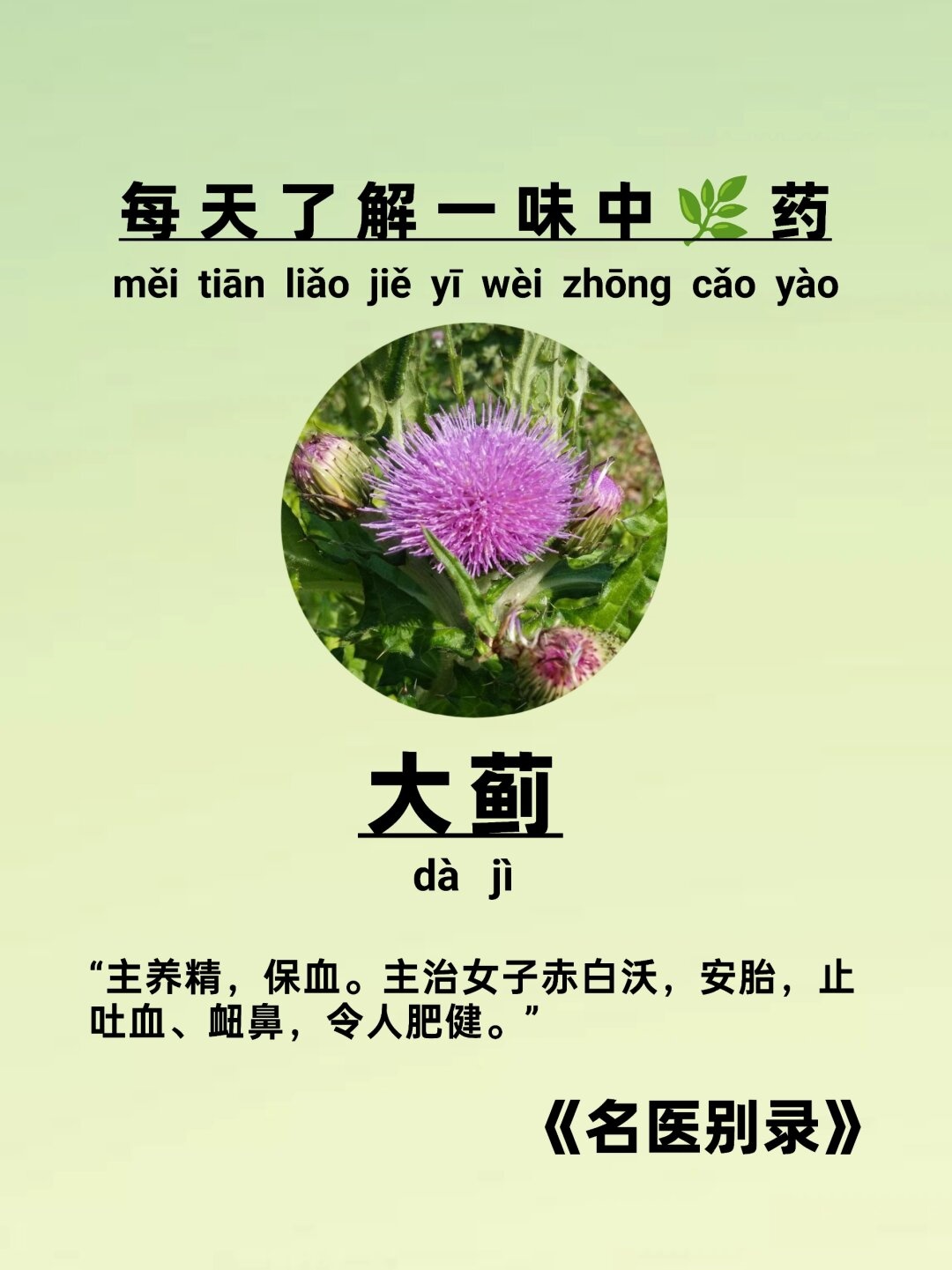 每天了解一味中药:大蓟