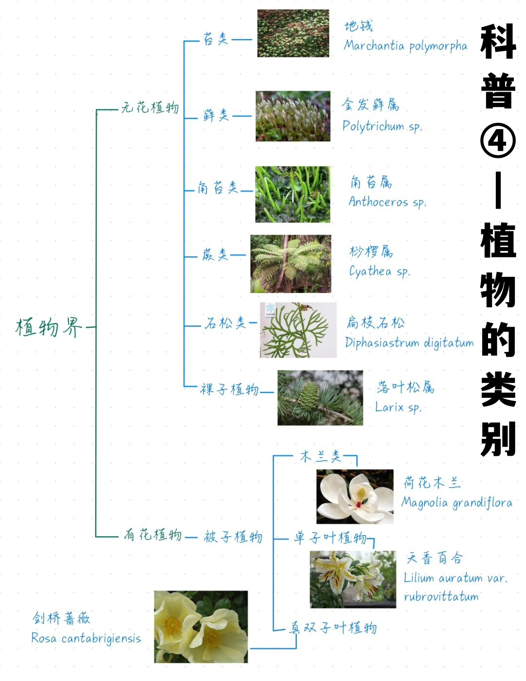 亲爱的自然探索者们,准备好跟随我一起进入一个