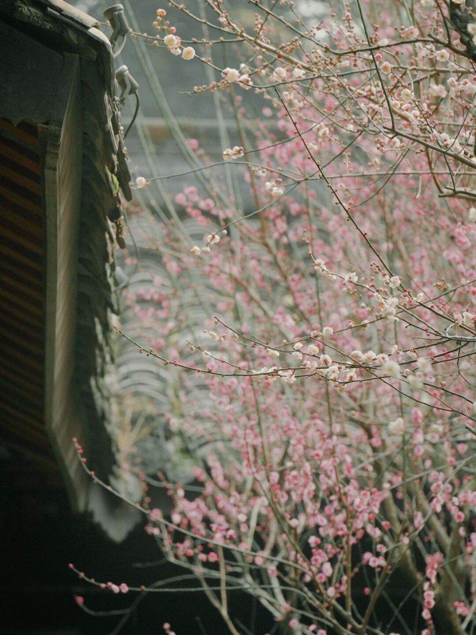 五个步骤调出淡雅色调  淡雅色调,仿佛春风吹过,带着清新与宁静,给人