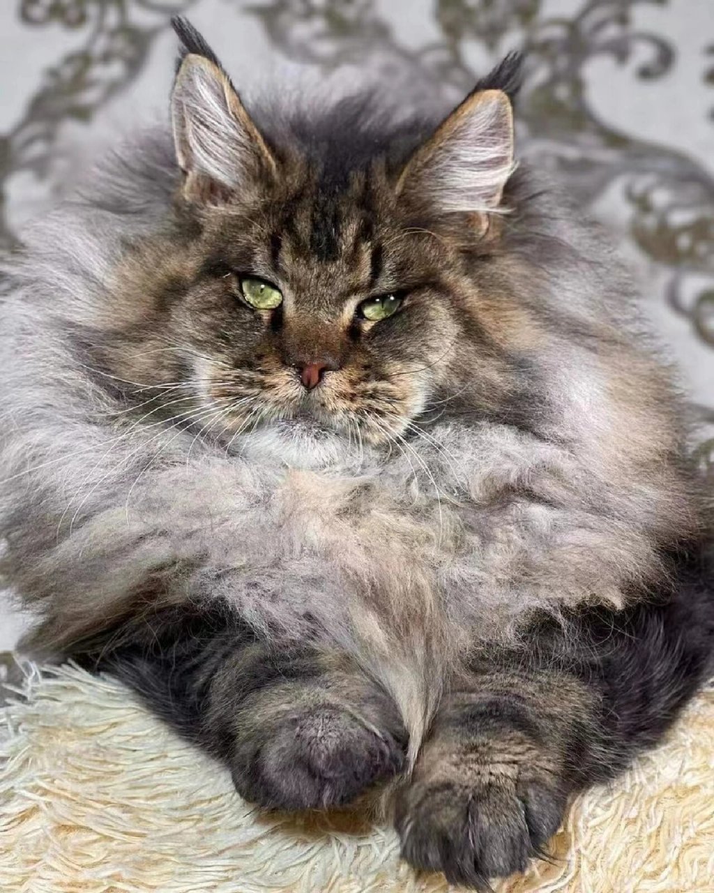 一只俄罗斯顶级棕虎缅因猫!