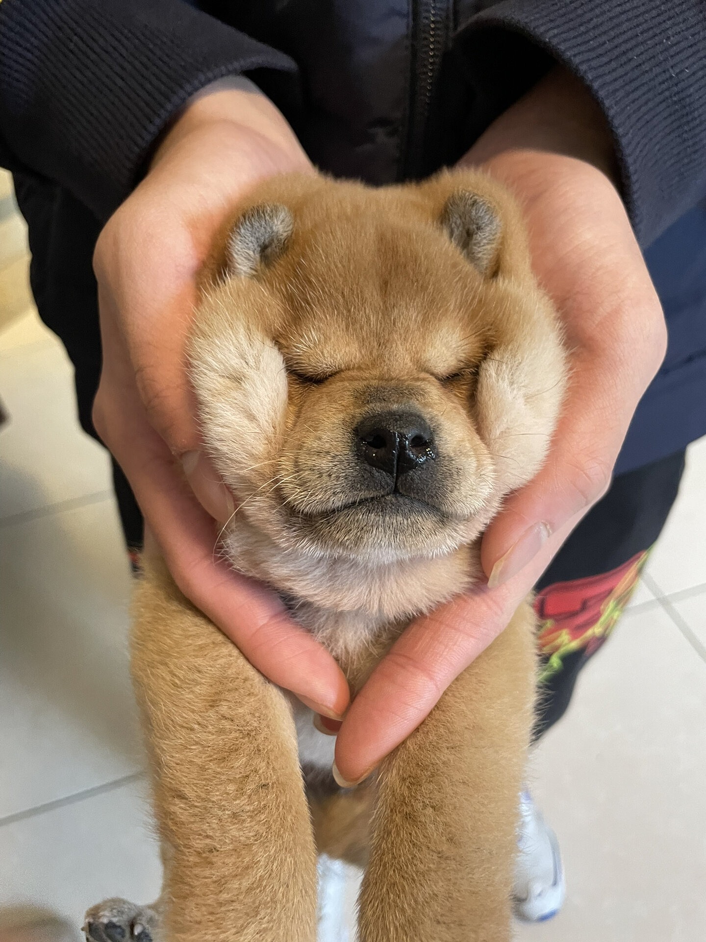 小小的身子,毛茸茸的尾巴,简直就是萌宠的代表!