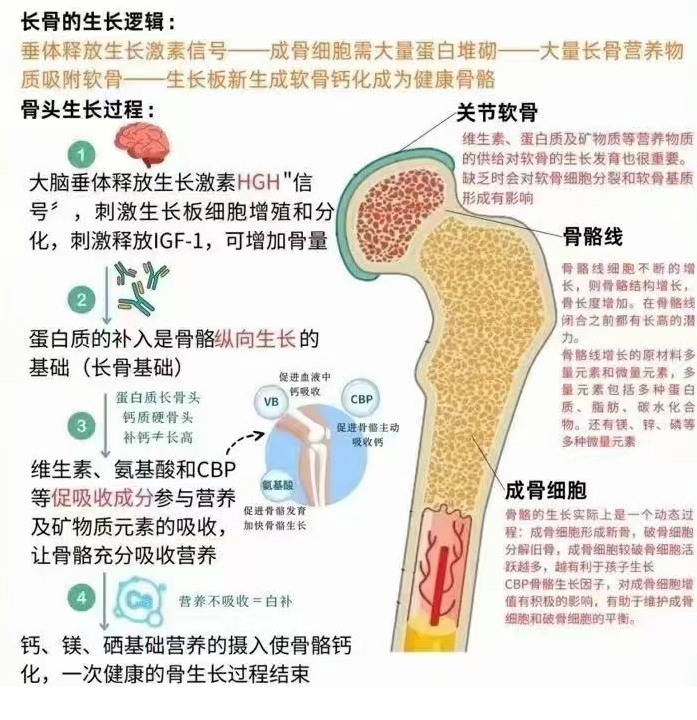 膜内成骨图片