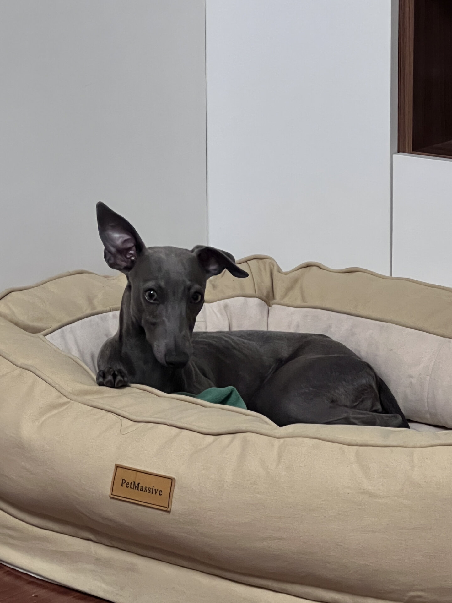 大全性格好的家养短毛狗有哪些短毛狗有哪些狗脚弯曲是什么品种的狗